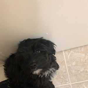 Meet your Posher, Tami